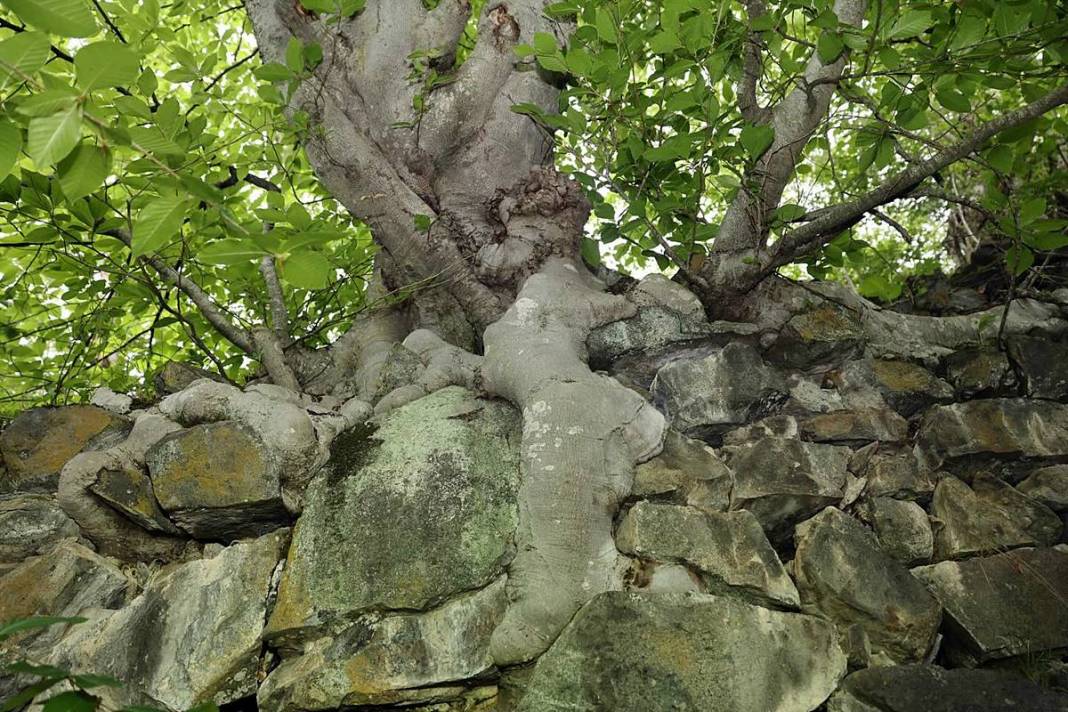Karadeniz'in saklı incisi turizme açılıyor! 3000 yıllık kale keşfedilmeyi bekliyor 6